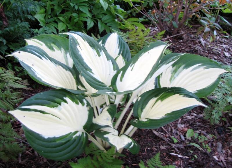 Un hosta Fire and Ice ou mutation de Revolution... - Page 2 IMG_4241