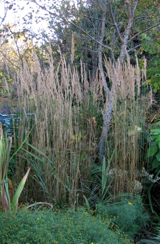 Calamagrostis x acutiflora "Karl Foerster" IMG_5385