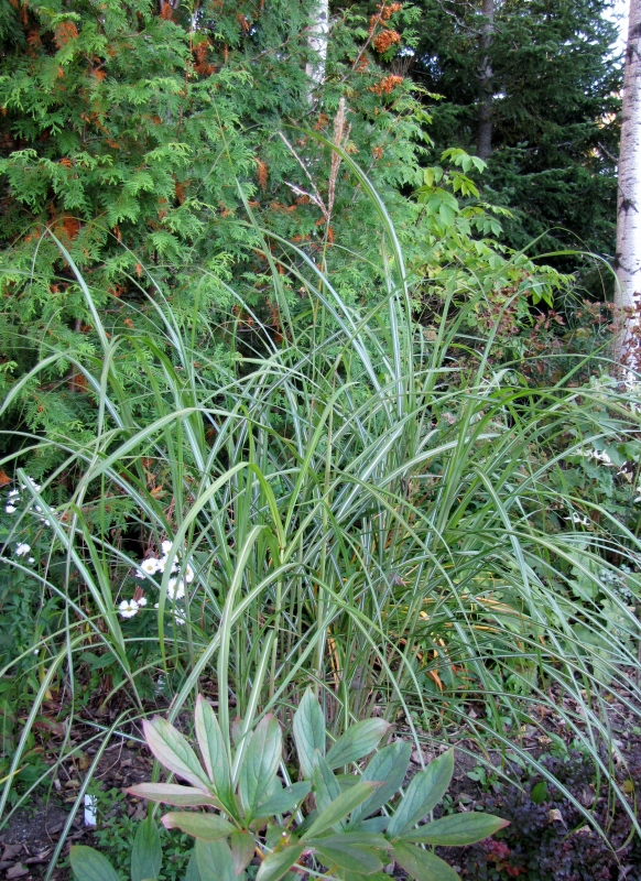 Miscanthus sinensis ' Silberfeder ' IMG_5388-1