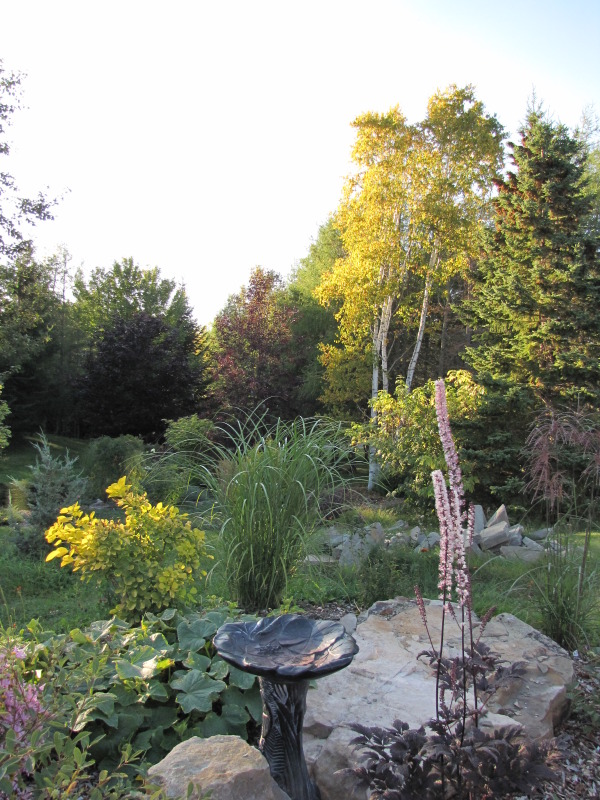 Miscanthus sinensis "Autumn Light" IMG_5453