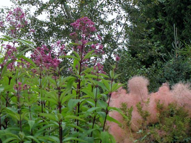 Eupatorium Chocolate - Page 4 EupatoriummaculatumAtropurpureum2013