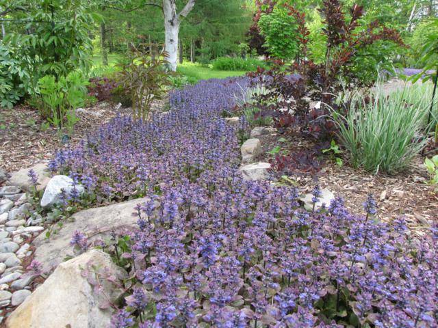 Ma rivière d'ajuga (Tulipe 127) 17-06-2011070_640x480