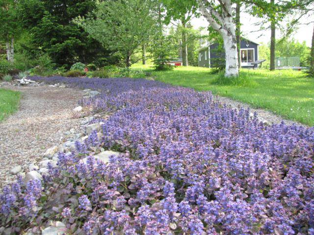 Ma rivière d'ajuga (Tulipe 127) 17-06-2011085_640x480