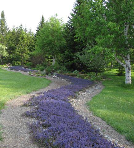 Ma rivière d'ajuga (Tulipe 127) 17-06-2011101_435x480