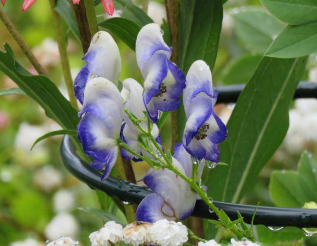 6 - Août 2016 chez Tulipe Aconitum%20Bicolor%202016