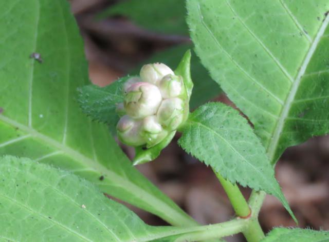 6 - Août 2016 chez Tulipe Deinanthe%20bourgeons%20%20bifida%20%2015%20aoucirct%202016