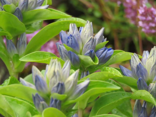 20 - Août 2016 chez Tulipe Gentiana%20Blue%20Cross%20%20bourgeons%202016