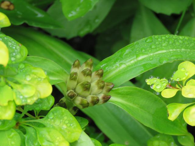 6 - Août 2016 chez Tulipe Gentiana%20crassicaulis%202016