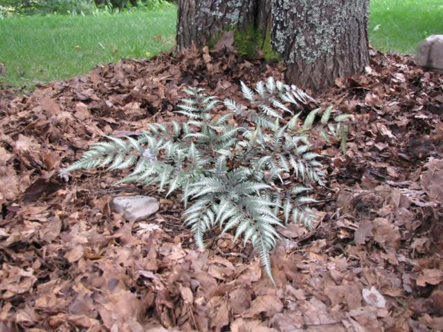 Athyrium 'Godzilla' IMG_0002_640x480