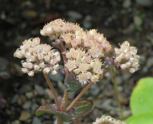 Août 2016 chez Tulipe Sedum%20Pink%20Dome%20fleurs%20%202016