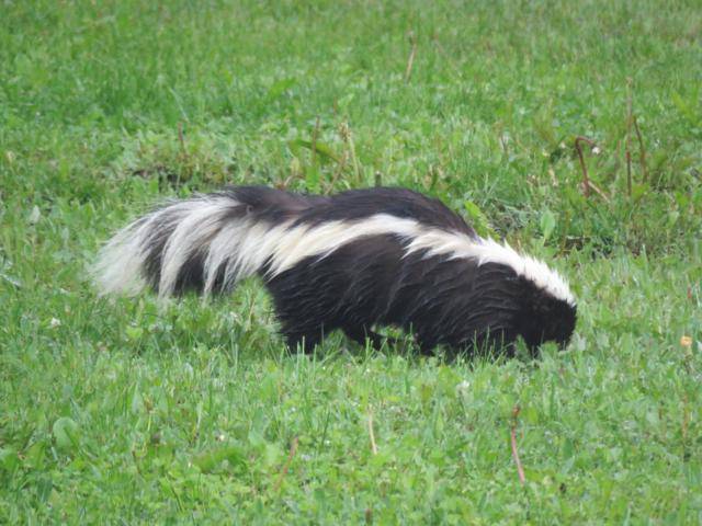 Visite au jardin  IMG_7354_640x480