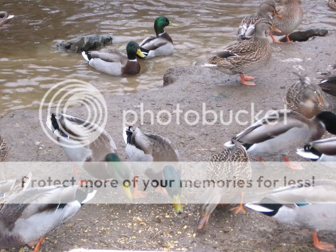 Déjeuner ce matin Canards017