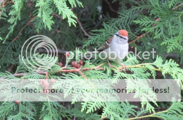 Oiseaux 2016 - Page 2 IMG_1733_640x421