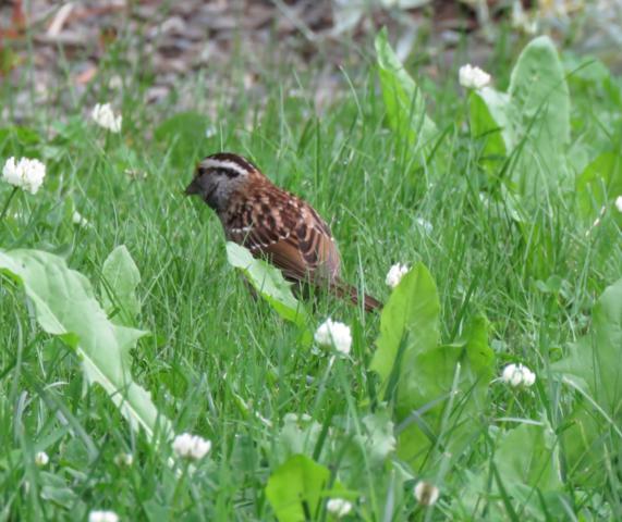 Oiseaux 2016 - Page 2 IMG_1738_571x480