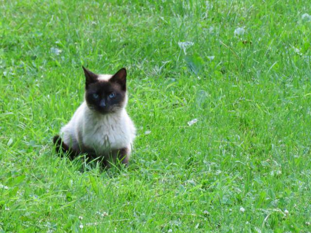 Visite au jardin  IMG_2674_640x479