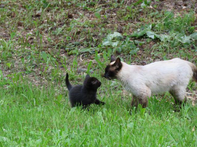 Visite au jardin  IMG_2688_640x480