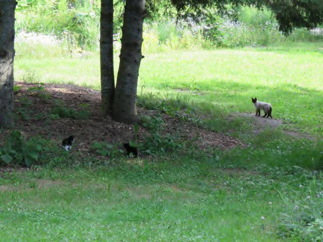 Visite au jardin  IMG_2694_640x480