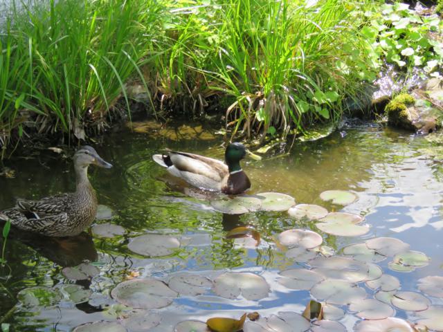 Canards Colvert au bassin IMG_8709_640x480