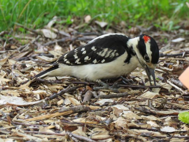 Oiseaux 2016 - Page 2 Pic%20chevelu%20macircle%20%202016