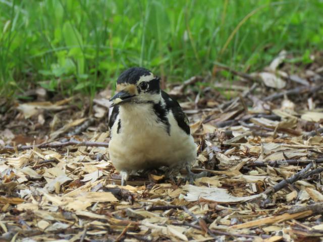 Oiseaux 2016 - Page 2 Pic%20chevelu%20macircle%20juin%20%202016