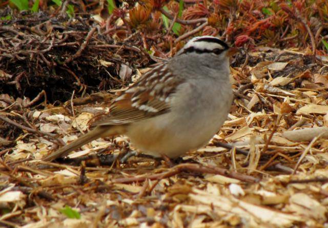 Oiseaux 2014 /2015 - Page 2 Bruant%20%20agrave%20couronne%20blanche%202