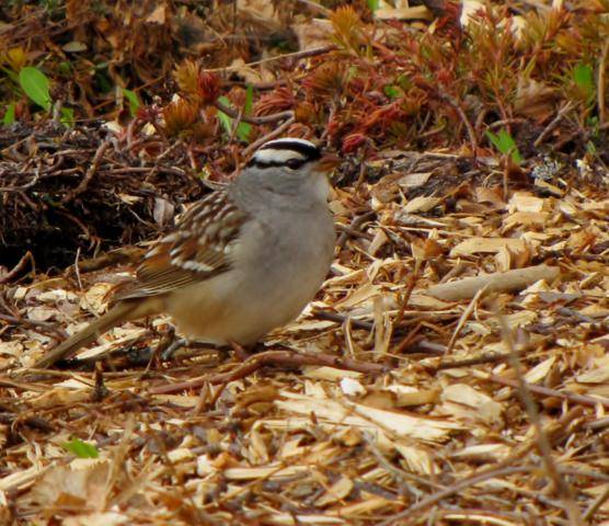 Oiseaux 2014 /2015 - Page 2 Bruant%20agrave%20couronne%20blanche