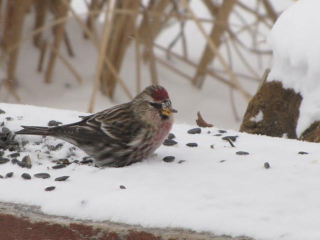 Oiseaux 2014 /2015 IMG_0011_640x480