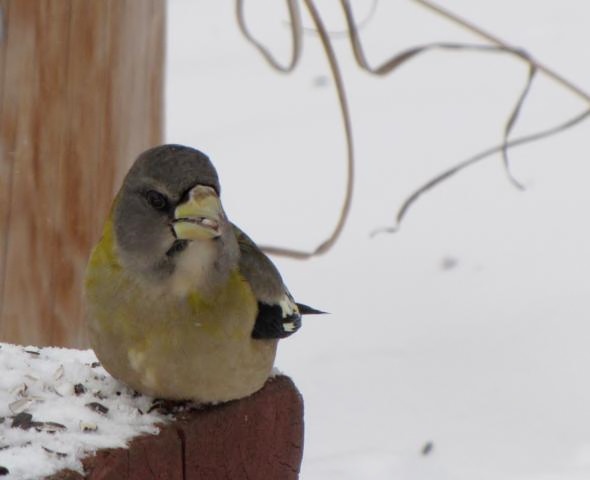 Oiseaux 2014 /2015 IMG_0022_590x480