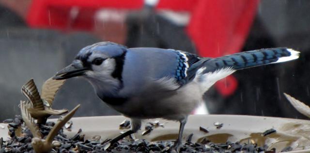 Oiseaux 2014 /2015 IMG_0024_640x317