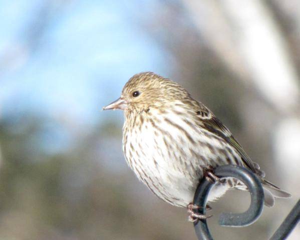 Oiseaux 2014 /2015 - Page 2 IMG_0026_599x480