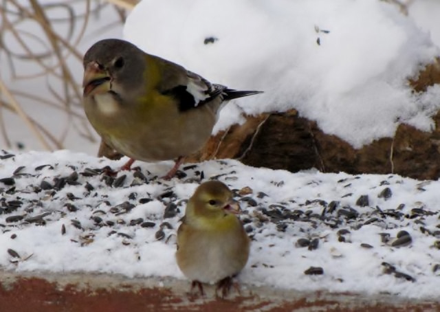 Oiseaux 2014 /2015 IMG_0028_640x454