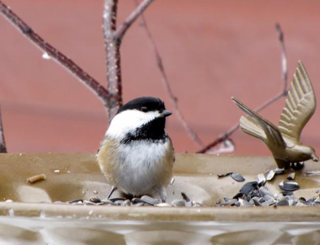 Oiseaux 2014 /2015 IMG_0029_626x480