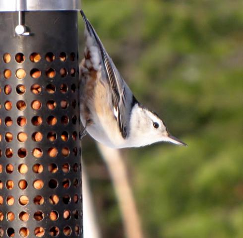 Oiseaux 2014 /2015 IMG_0034_490x480