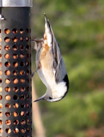 Oiseaux 2014 /2015 IMG_0035_367x480