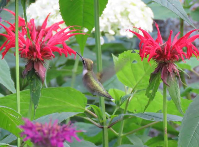 Colibri IMG_3269_640x474