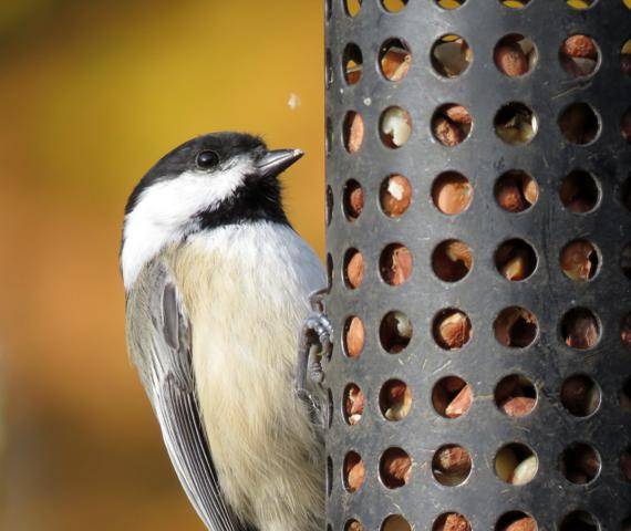 Oiseaux 2014 /2015 - Page 4 IMG_8440_570x480