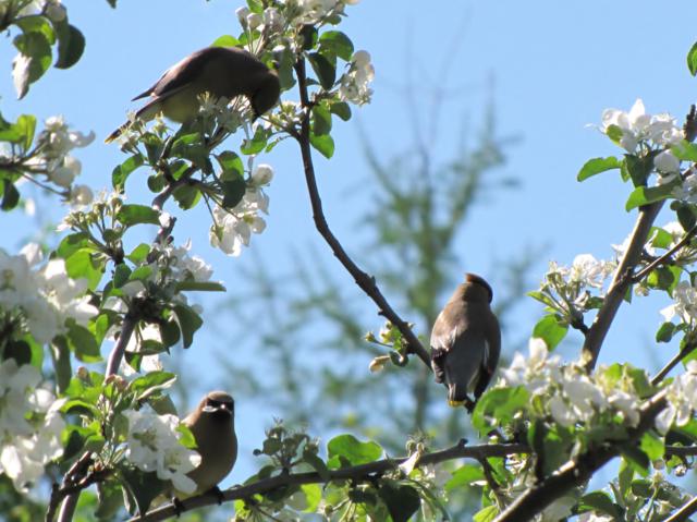 Belle visite des Jaseurs  IMG_8527_640x479