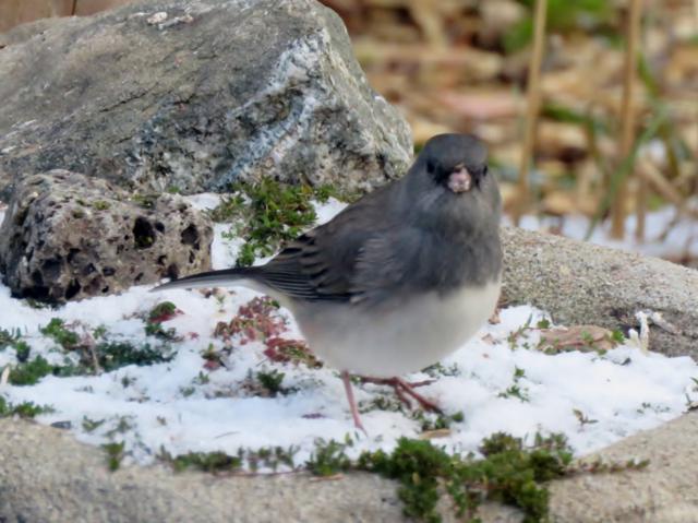 Oiseaux 2014 /2015 - Page 4 IMG_9879_640x479