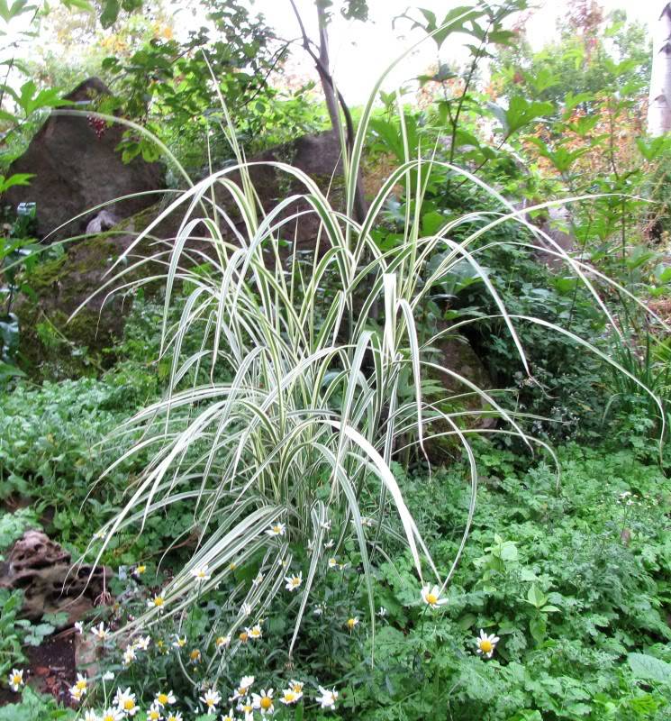 Miscanthus sinensis ''Rigoletto'' ThusRigoletto