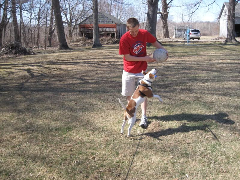 Saxon Playing in a Yard! IMG_0250