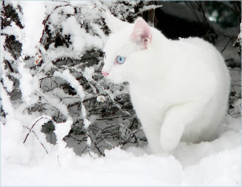 More kittehs (Someone had to give the clans live ^^) White_Snow___White_Cat_II_by_ace_of