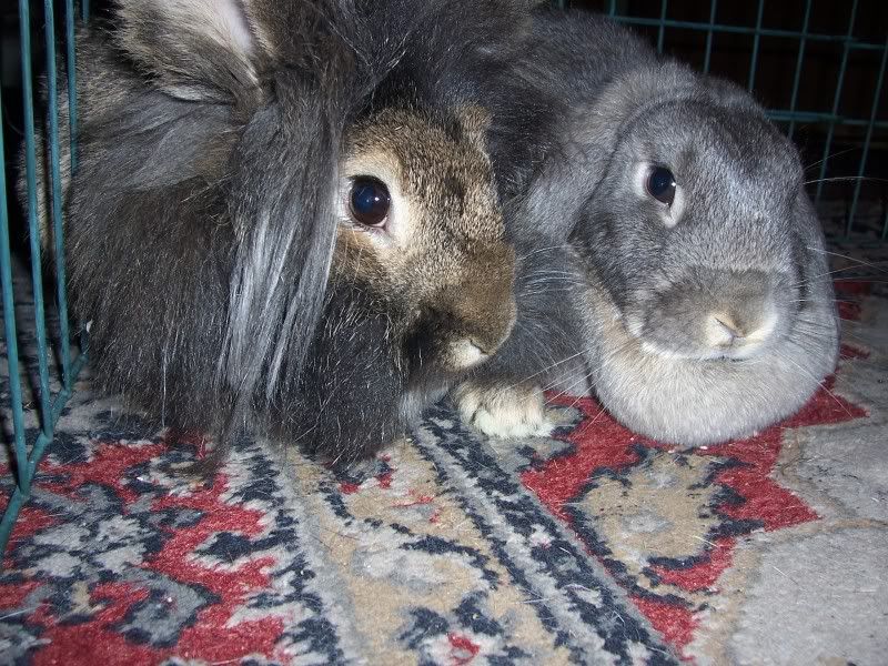 Rose and Bud (Female/Male rabbits) 100_4693