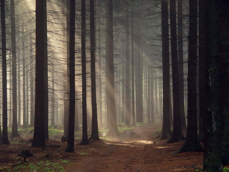 Delvine Wood~Among The Tall Trees Forest_by_kafik