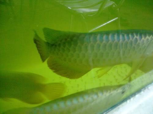 [WTS] Arowana Malaysian Gold Bluebase 12072009260