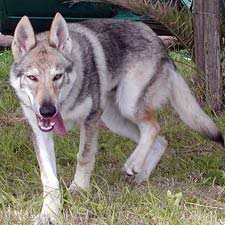 Hunter "Dare" McCain Czechoslovakianwolfdog