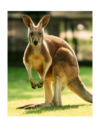 Famous Westone Players - Name and (no) shame them! Kangaroo