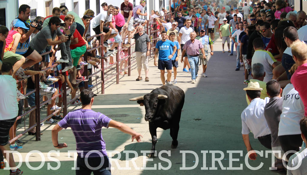 [ALBUM DE FOTOS] Tradicionales Encierros de San Roque  11_zpsjl5lbvwf