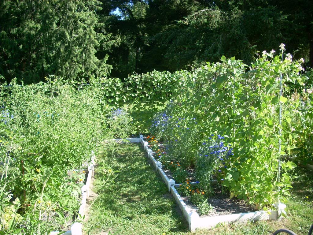 eggplant - 2014 2,000 Square Foot Garden DSCN1801_zpsb12b1ecd