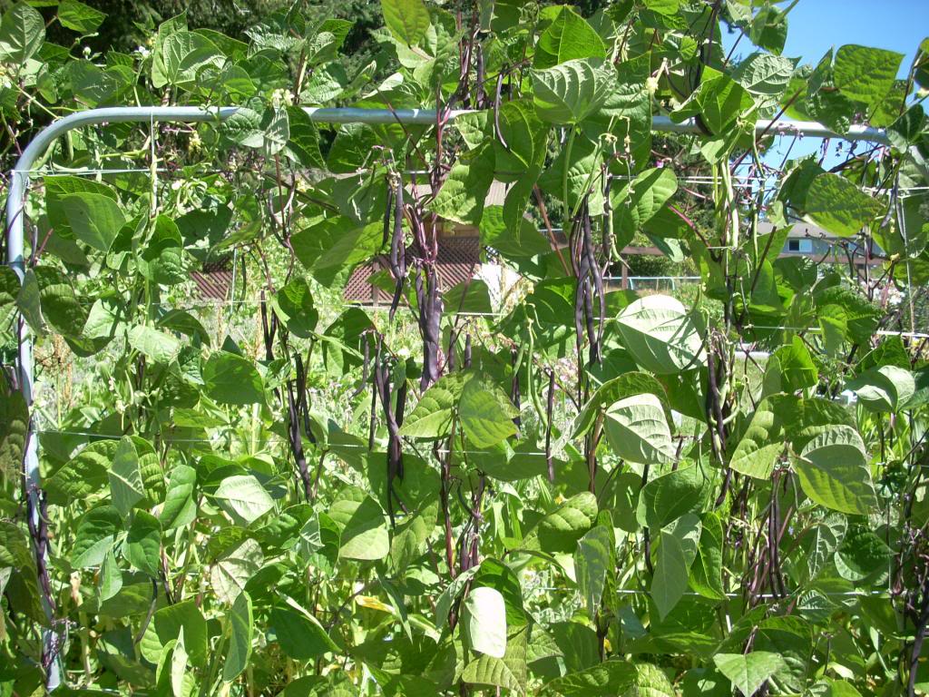 eggplant - 2014 2,000 Square Foot Garden DSCN1820_zps4e8a9493