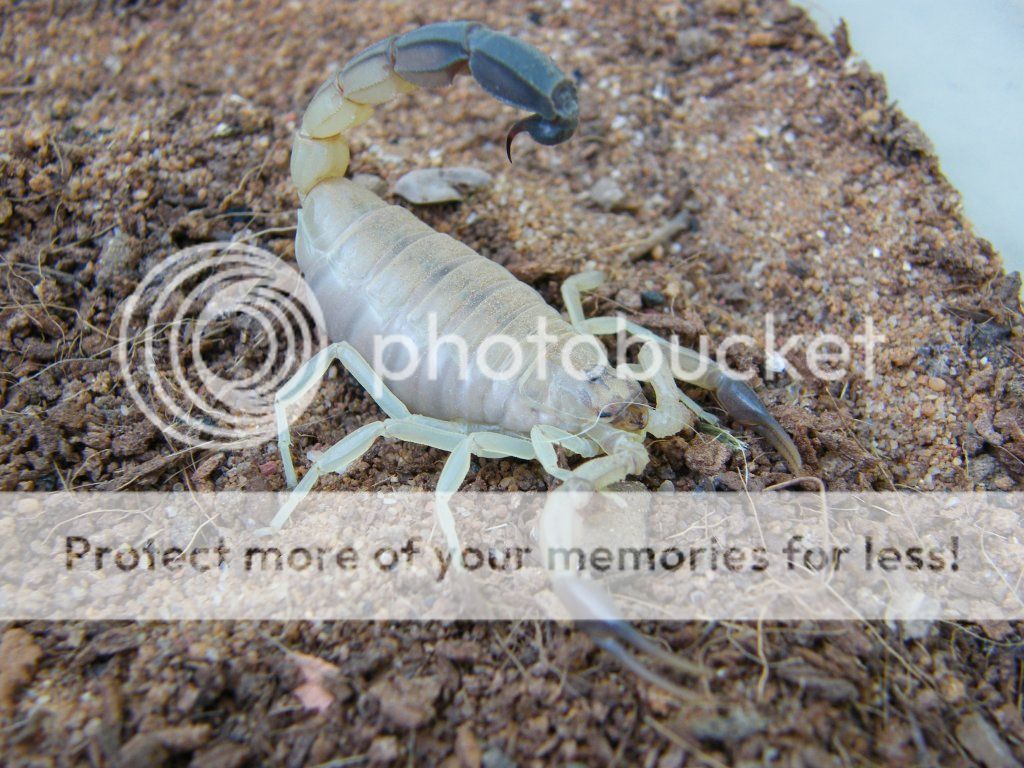 Androctonus australis DSCF0458_zpsc27df313